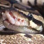 Python Package Index is Flooded with Malware